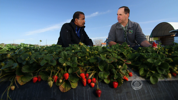 CBS News correspondent Bill Whitaker and farmer Edgar Terry on Terry's strawberry farm in Ventura, Calif.