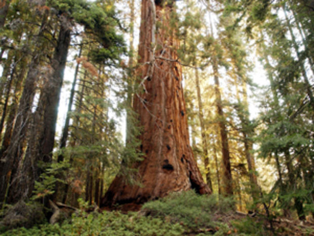 Giant Sequoia National Monument 