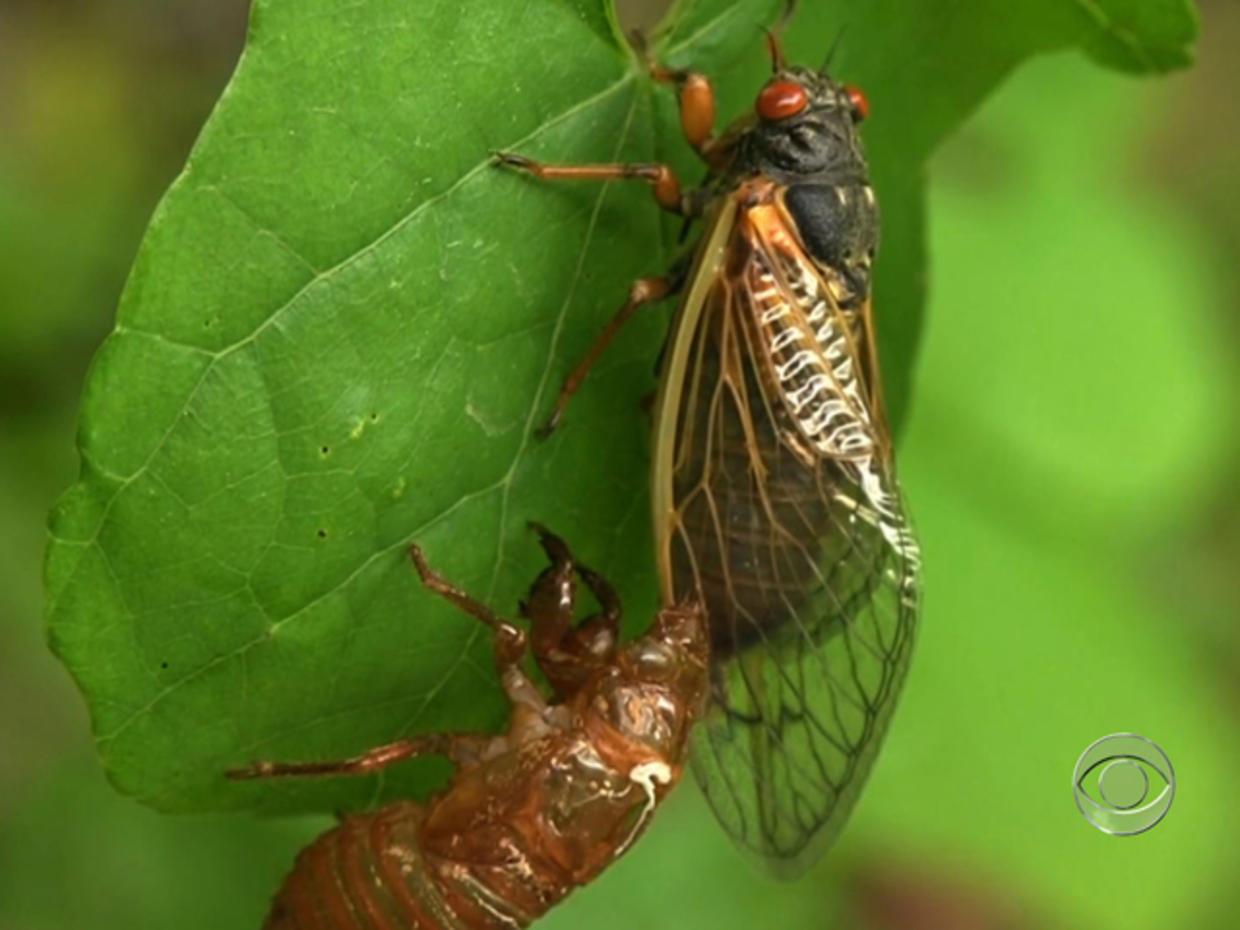 Theyre Back Cicadas To Emerge From Their Hiatus Cbs News