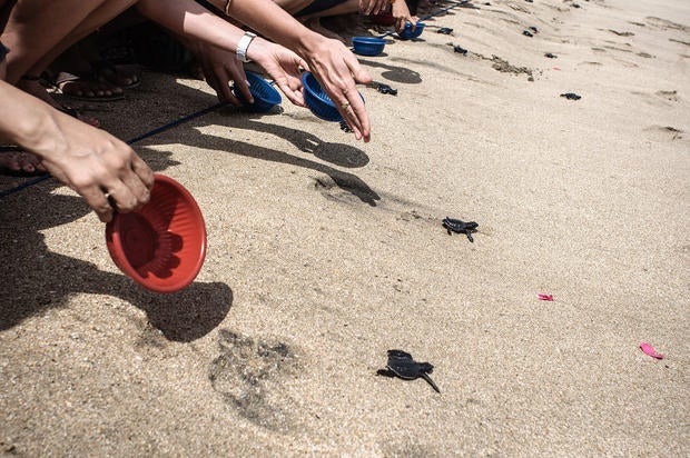 Turtle conservation in Bali - Photo 11 - Pictures - CBS News