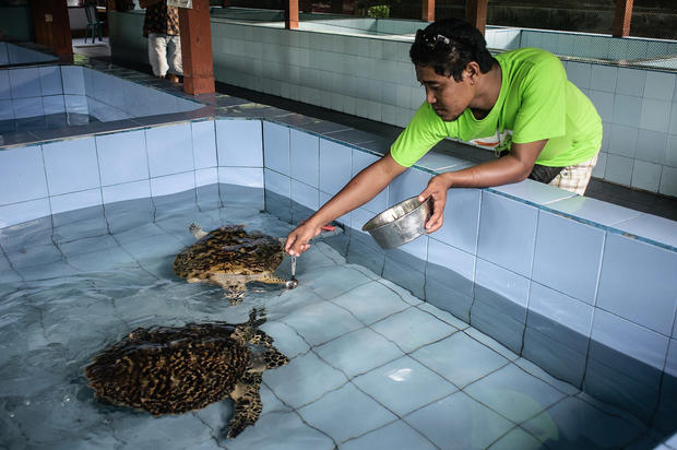 Turtle Conservation In Bali Photo 14 Pictures Cbs News 