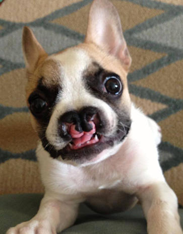 French bulldog Lentil helps kids with facial deformities - Photo 1 ...
