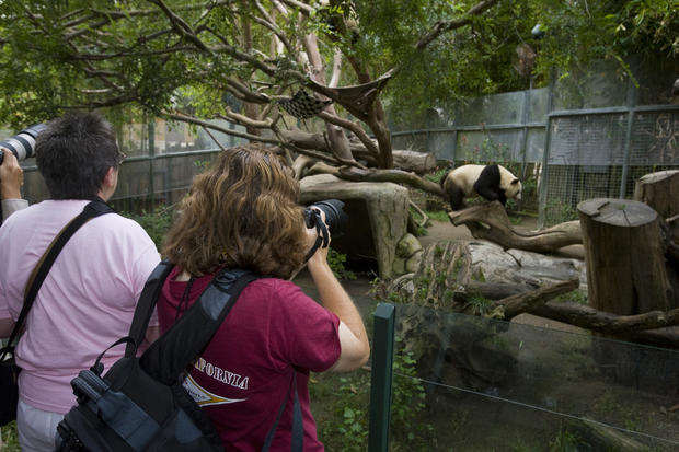 Giant panda exhibit with guests 