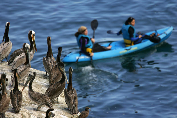 Brown Pelicans Thrive In Wake of DDT Ban And Establishment of Earth Day 
