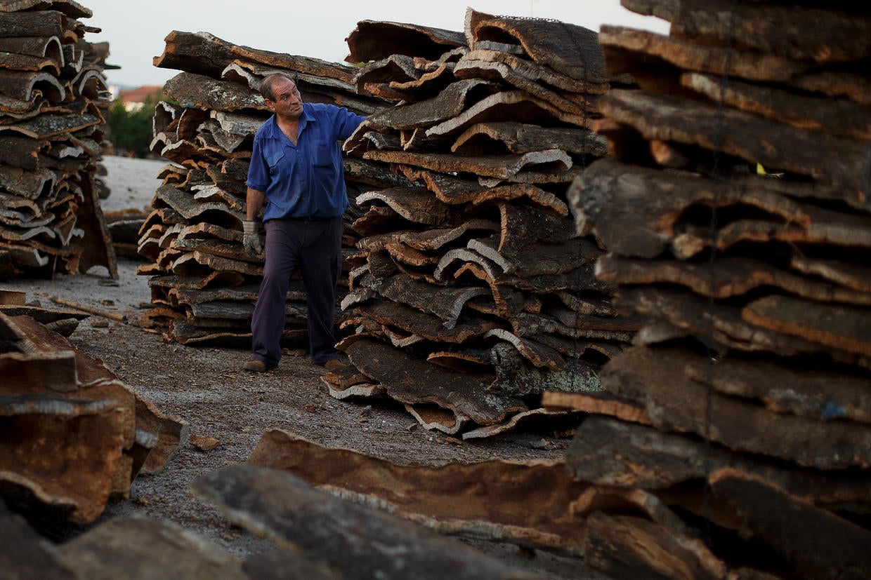 Cork harvest in Spain Photo 18 Pictures CBS News