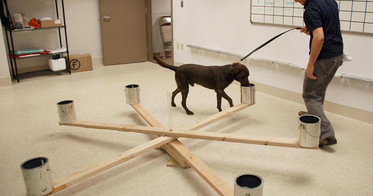 University of Pennsylvania training dogs to sniff out ovarian ...