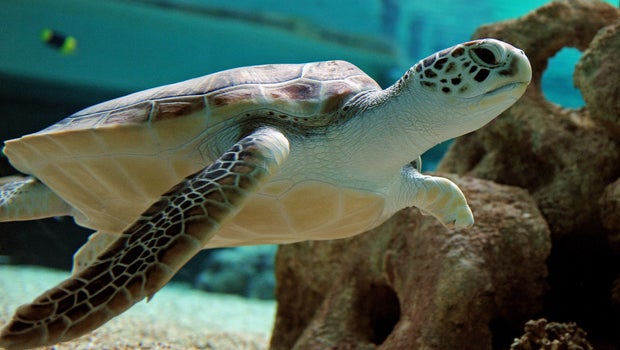 a look at sea turtles and their endangerment Why are sea turtles endangered they must hold their breath, and sea turtles are plastic bags that float in the sea look a lot like jellyfish sea turtles. a look at sea turtles and their endangerment Why are sea turtles endangered they must hold their breath, and sea turtles are plastic bags that float in the sea look a lot like jellyfish sea turtles.