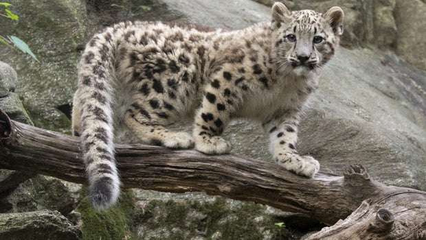 Snow leopard cub steps into limelight at Bronx Zoo - CBS News