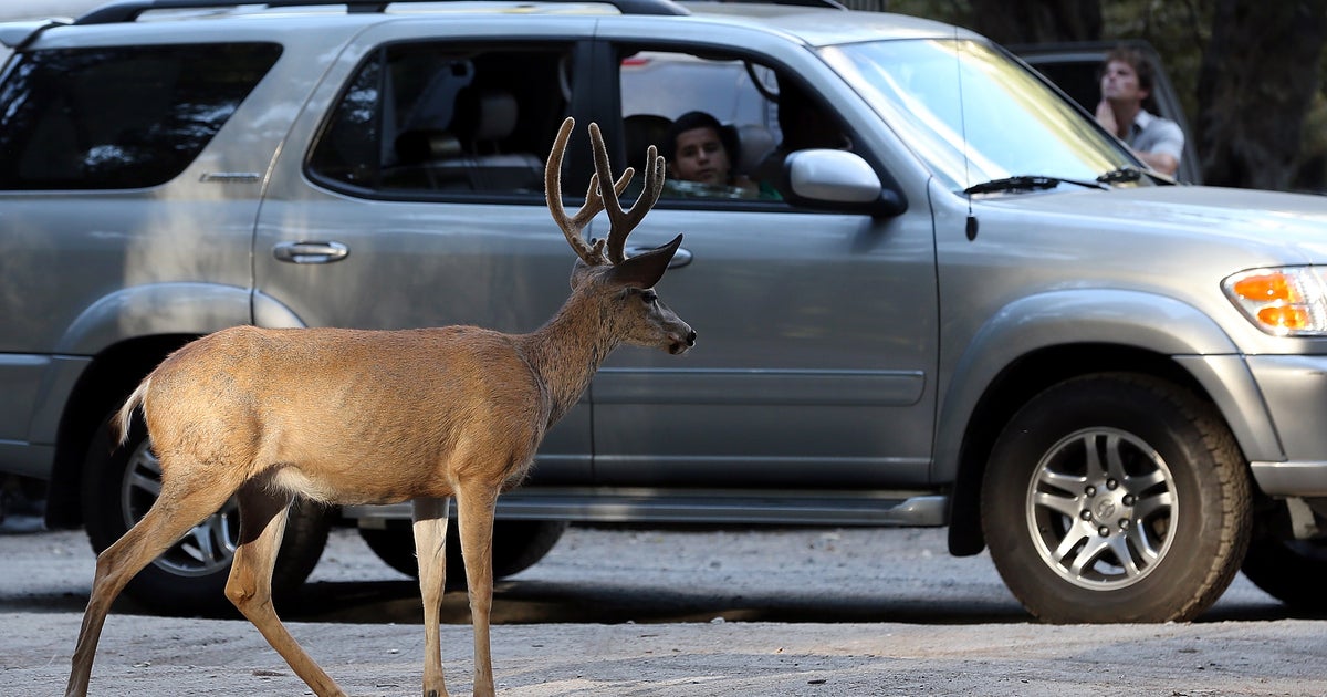 Car and deer collisions are now fewer but costlier CBS News