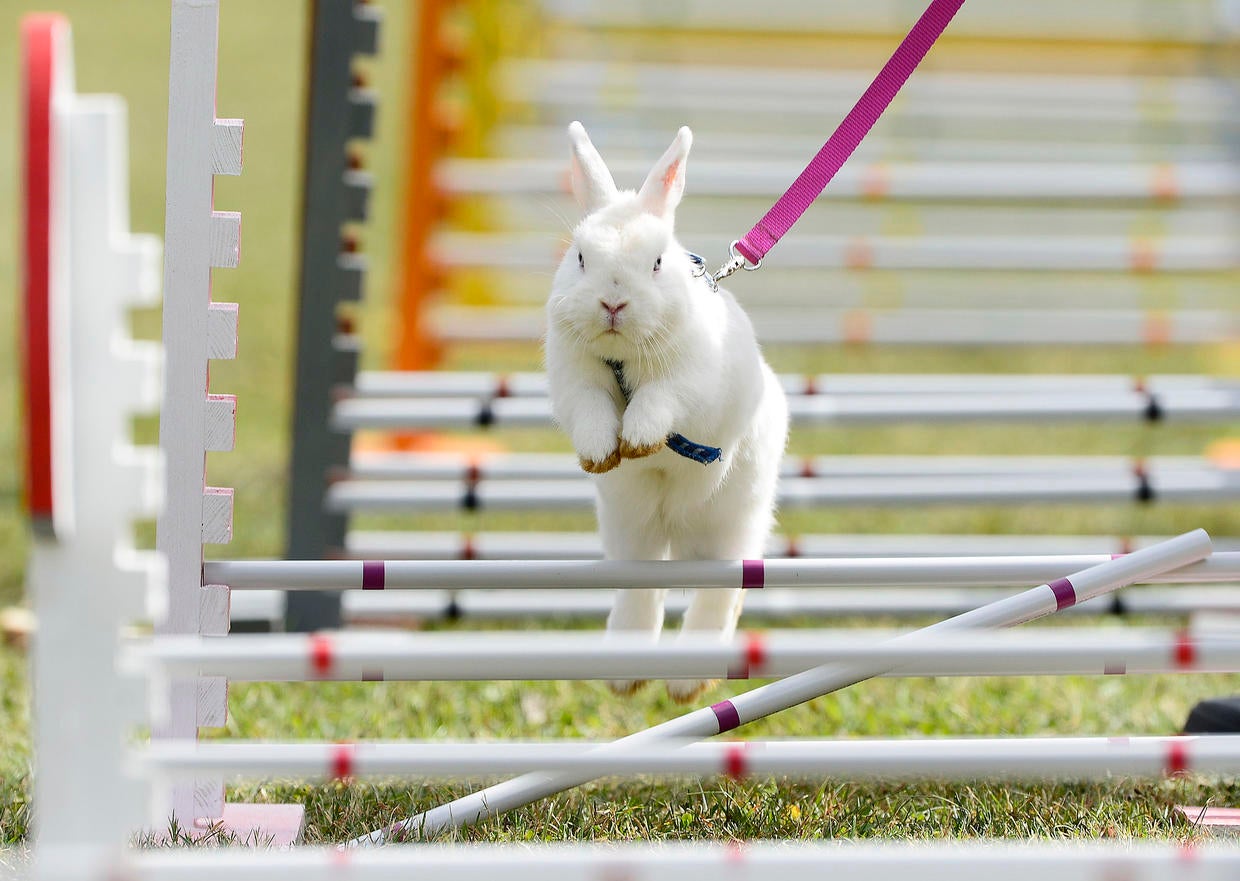 Bunny hop Photo 8 Pictures CBS News