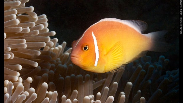 A new look at coral reefs