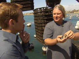 Last year, Dennis Peterson says his company could only get a quarter of the young oysters, or seed, they need from hatcheries in the Pacific Northwest.