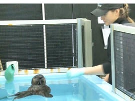A lot of the credit for the increase in central California's otter population is going to the rescue team from Monterey Bay Aquarium.