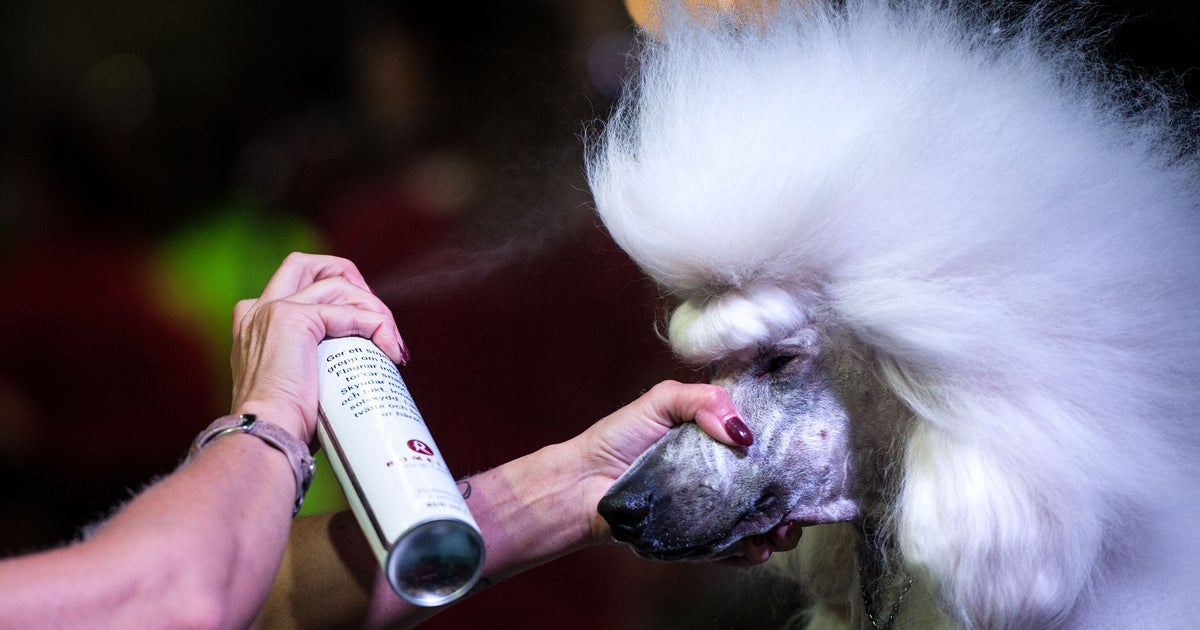 Hair of the dog CBS News