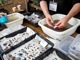 Artifacts gathered from an archaeological site known as Blick Mead are cleaned and sorted in Amesbury, England, in this Oct. 13, 2013, picture provided by The University of Buckingham.