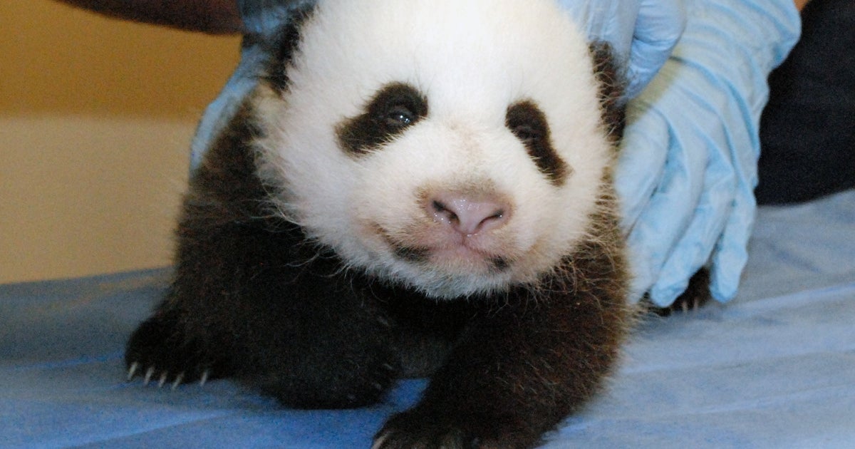 National Zoo panda cam back online CBS News