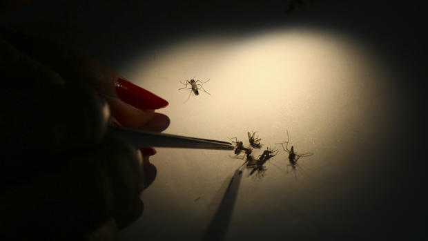 Using mosquitoes to fight Dengue fever 