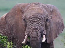 elephant.PetersenGrab1.jpg