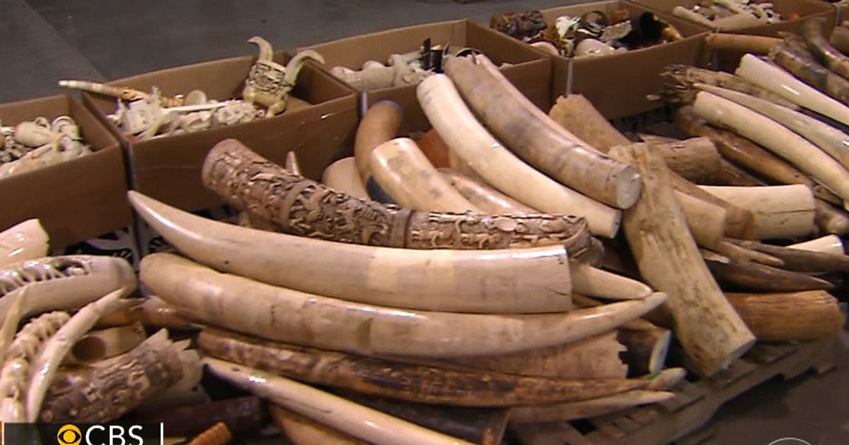 U.S. to crack down on ivory trafficking to protect elephants CBS News