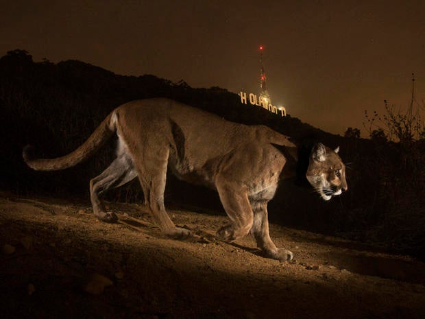 cougar.jpg