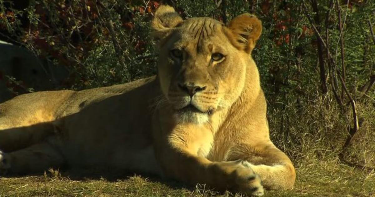 Violent lion attack witnessed by zoo visitors - CBS News