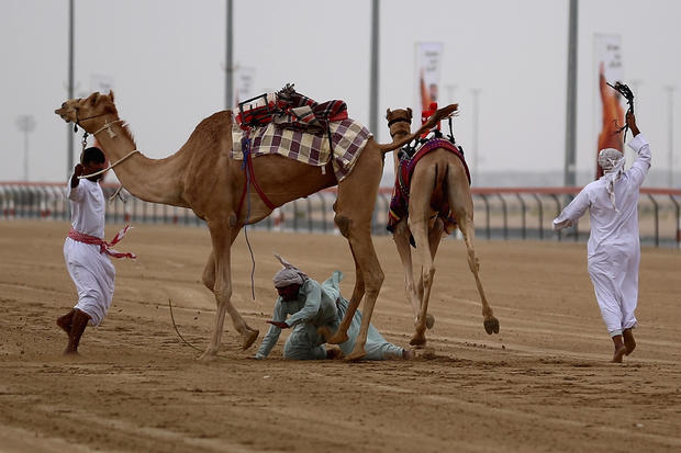 Camel racing Dubai. 