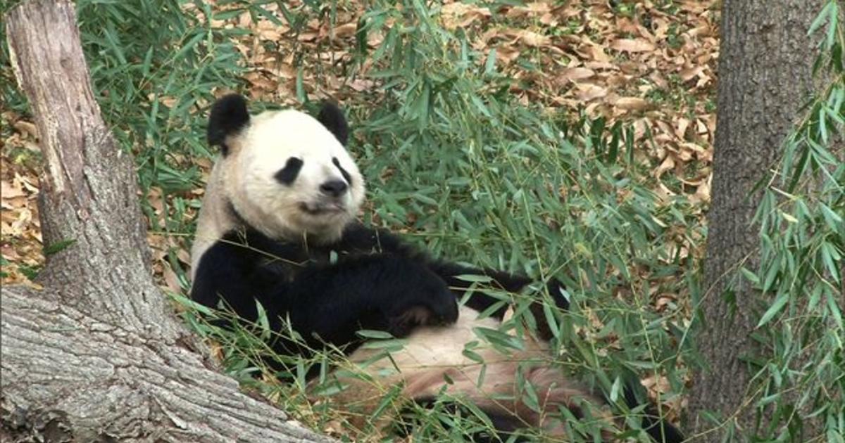 National Zoo's panda cams: Behind the scenes - CBS News