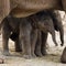 Elephants may mourn deaths, researchers find through YouTube videos