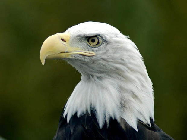 Bald_Eagle_profile_Karen_Laubenstein_FWS.jpg 