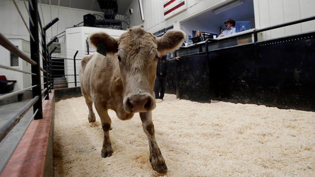 california_drought_calf.jpg