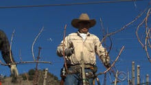 vineyards-california-three.jpg