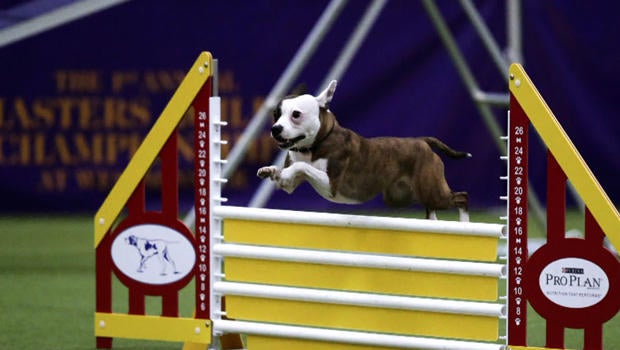westminster-jump.jpg