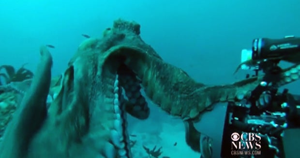 Giant octopus tussles with diver over camera CBS News