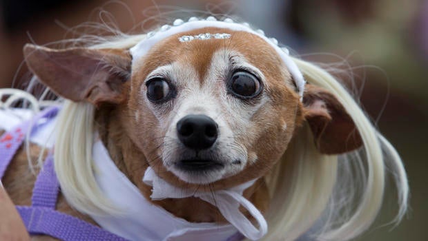 dog4.jpg