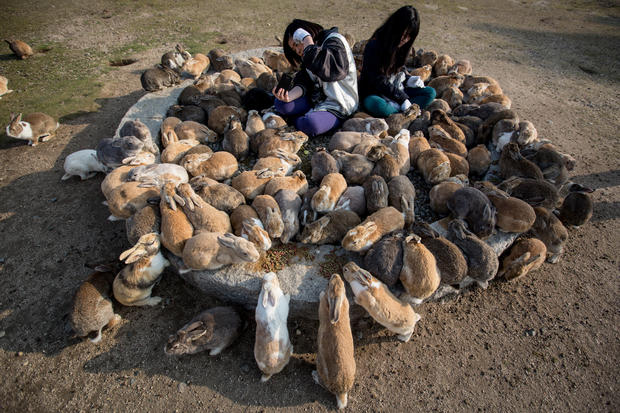 Japans Island Of Bunnies Cbs News 