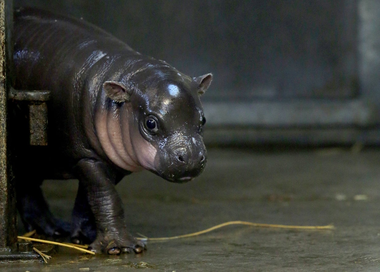 Tiny, rare hippo born in England CBS News