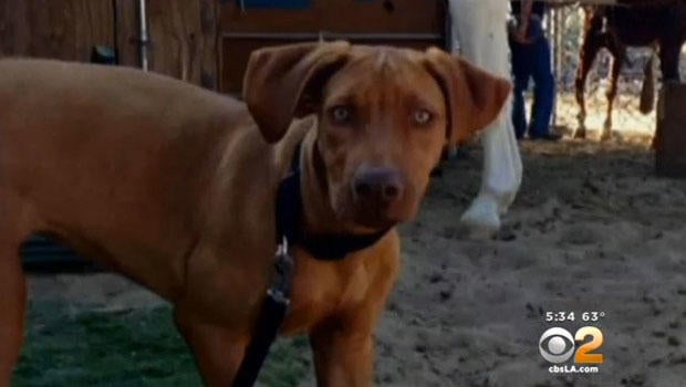 dog.jpg