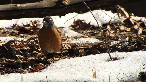 birdsrobin.jpg