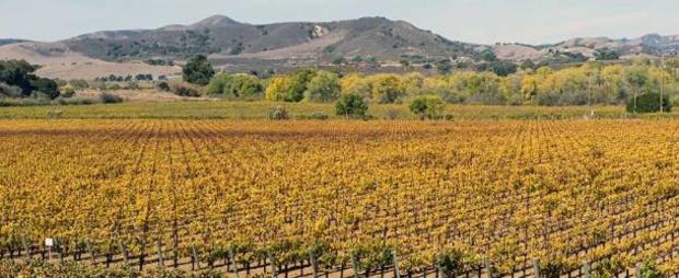 Southern_California_Wineries_Header_Santa_Barbara_Winery_FB 