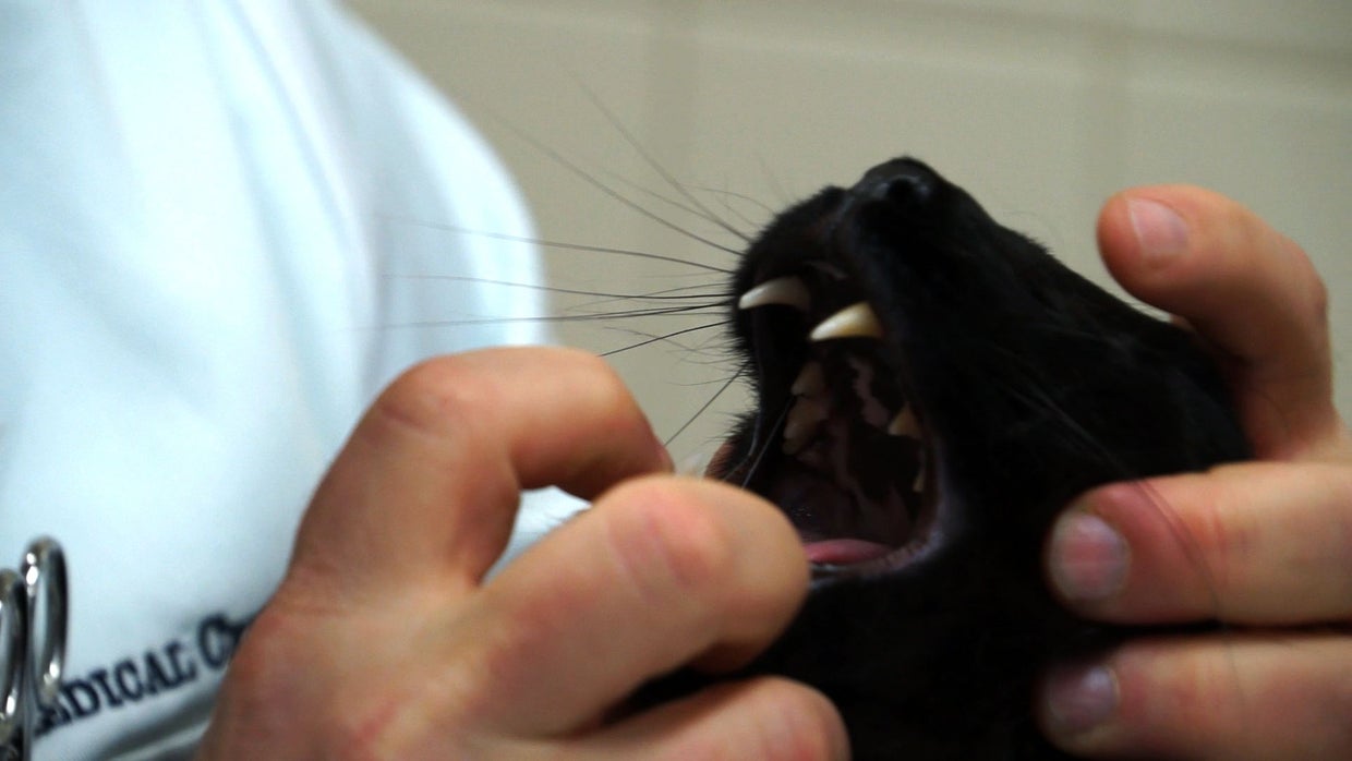 Why dogs and cats need dental care, sometimes even braces CBS News