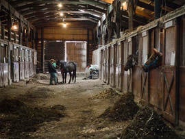 horse-rescue-2.jpg