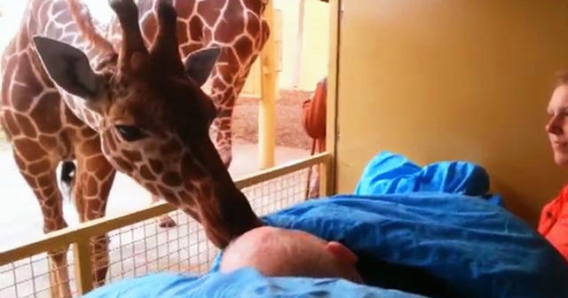 Watch Giraffe kisses terminally ill zoo employee CBS News