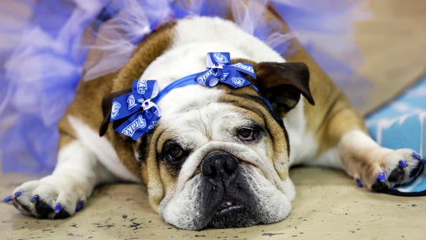 beautifulbulldogsstella.jpg