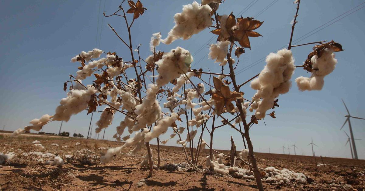 Has cotton priced itself out of fashion? - CBS News