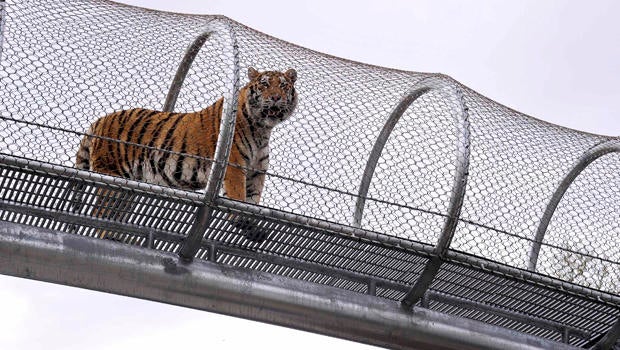 An Amur tiger walks over the new Big Cat Crossing at the Philadelphia Zoo in Philadelphia May 7, 2014.