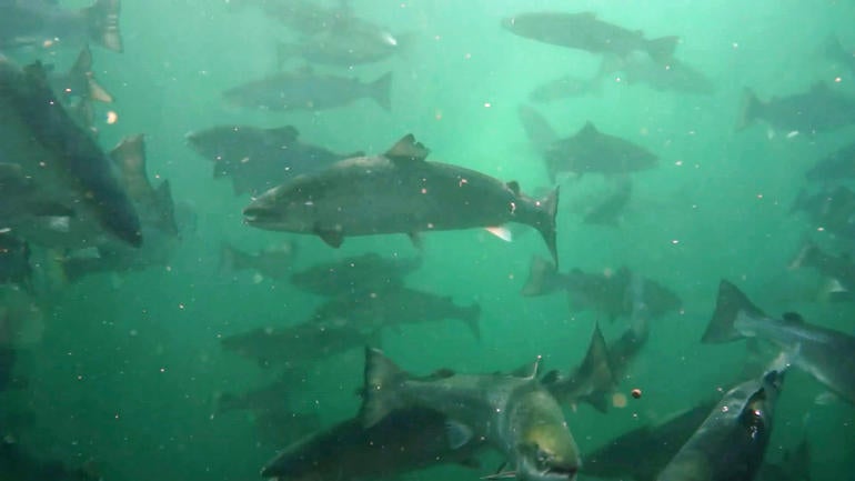 salmon-final-underwater.jpg