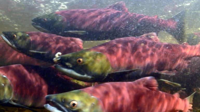 salmon-main.jpg