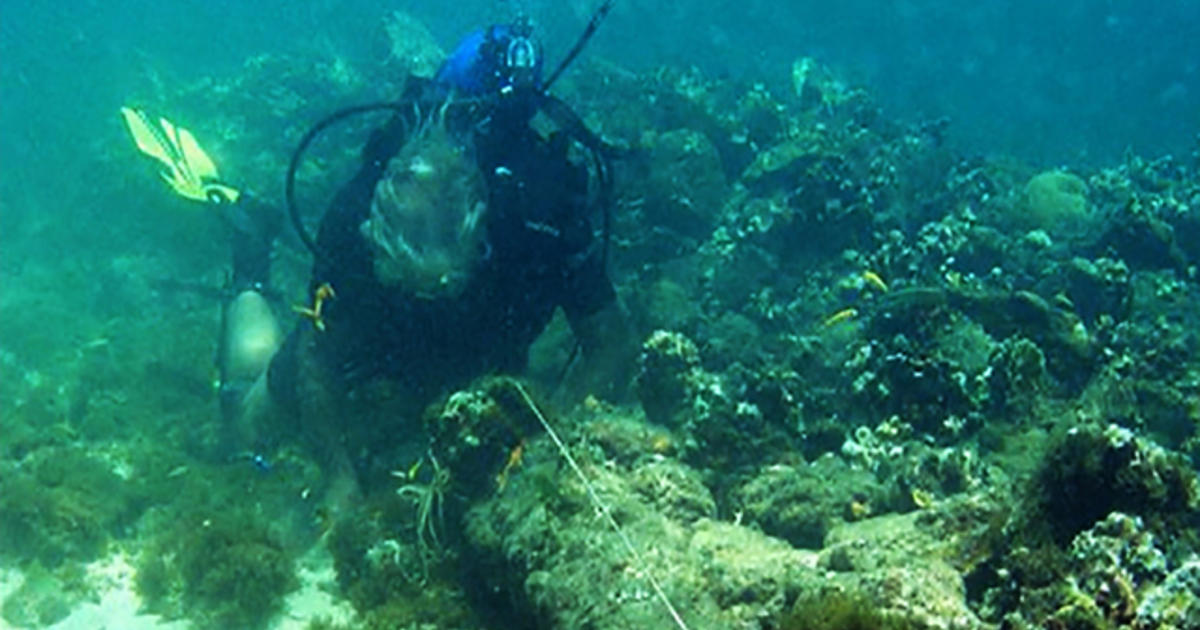 Shipwreck May Be Santa Maria