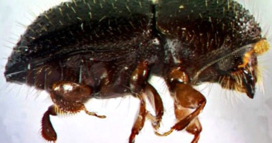 Southern California's forests are under attack by treekilling beetles
