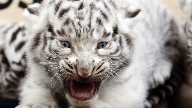 alive white tiger cub